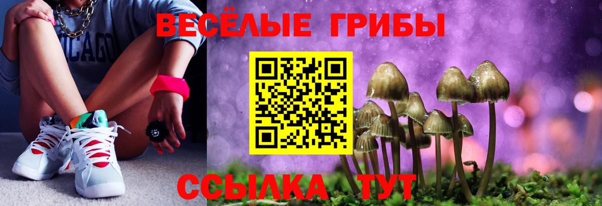 где купить наркотик  Галлюциногенные грибы Psilocybine cubensis  Псилоцибиновые грибы мицелий  Вход с VPN  Тайшет 
